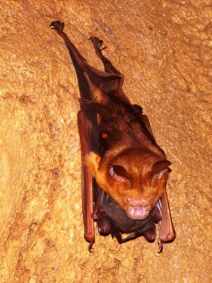 Mother Bat With Baby Bat In Arms