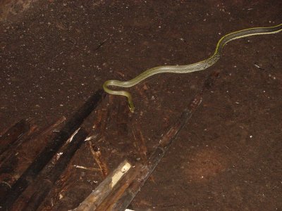 Cave Racer Snake