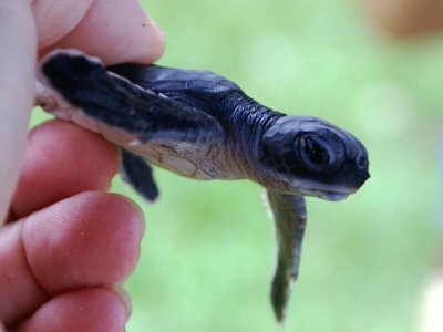 One Day Old Turtle Side View