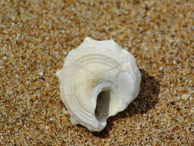 A Shell