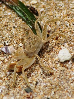 Camoflaged Crab