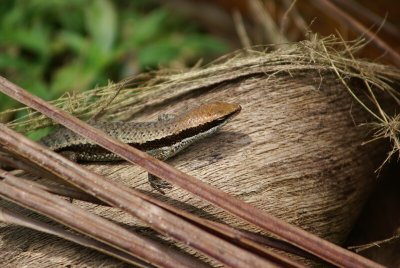 A Skink On A Coconut Shell