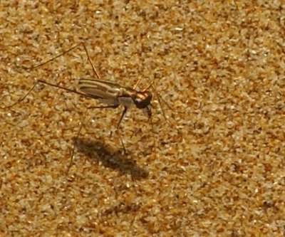 A Sand Fly - they bite then one day later the itch comes
