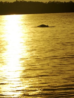 Dolphin Into The Sunset