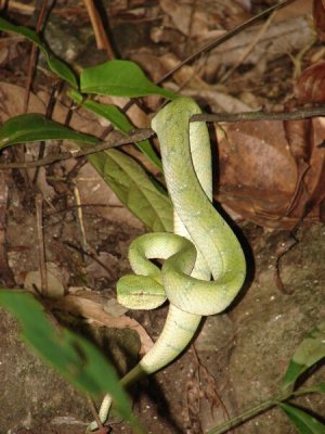 Wagler Pit Viper a