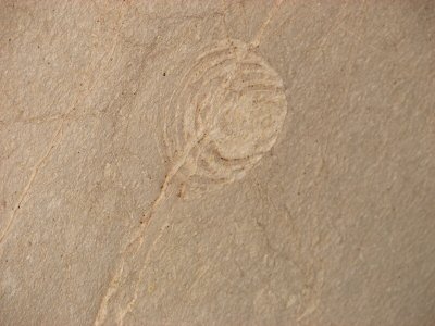 Fossils