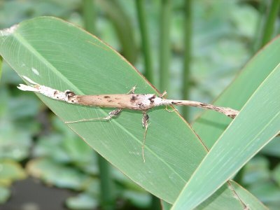 Stick Insect02