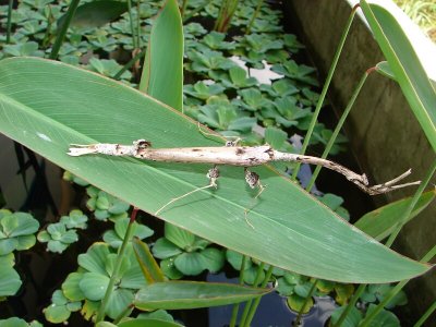 Stick Insect04