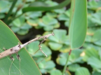 Stick Insect05