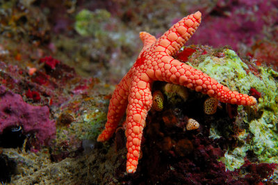 Pebbled sea star