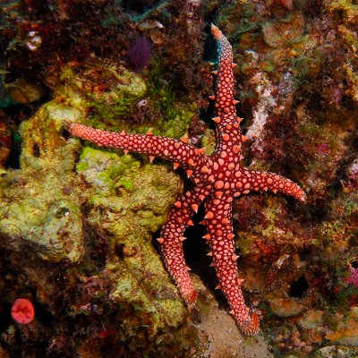 Thorny sea star
