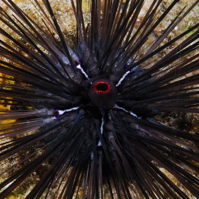 Common long-spined urchin