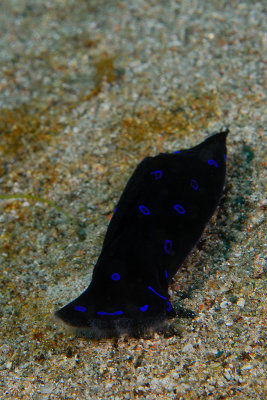 Blue-spotted shield slug
