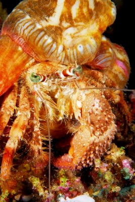 Reef hermit crab