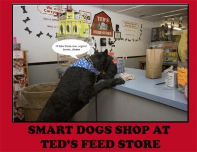 Smart Dogs