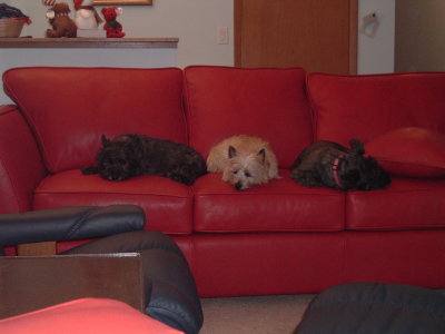 The Nutty Butts take over the new sofa.
