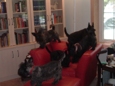 Bonny, Archie, Maisie, Murdock and Beamer in the very popular red chair by the window.