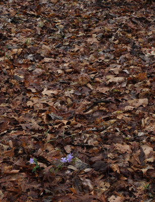 FlowerAmongLeaves.jpg