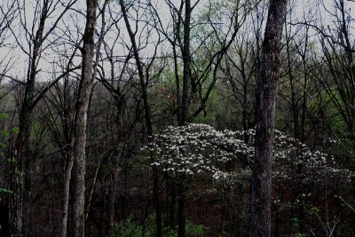 FloweringDogwood.jpg