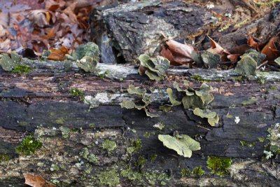 Fungus.jpg