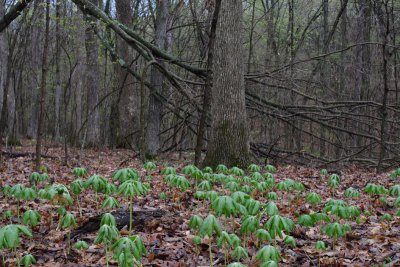 MayApples.jpg