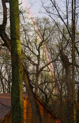 RainbowAndMossyTree.jpg