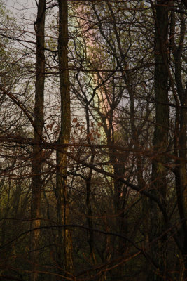RainbowThroughTrees.jpg
