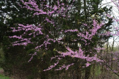 Redbud.jpg