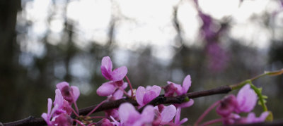 RedbudBlossoms.jpg