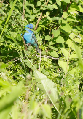 IMG_0622.jpg