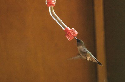 Female ruby-throated hummingbird