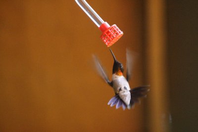 Male ruby-throated hummingbird