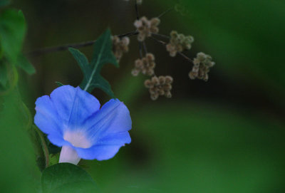 Marais Temps Clair, July 29