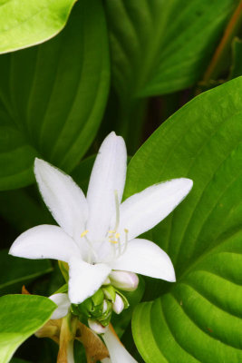 Hosta Blossom