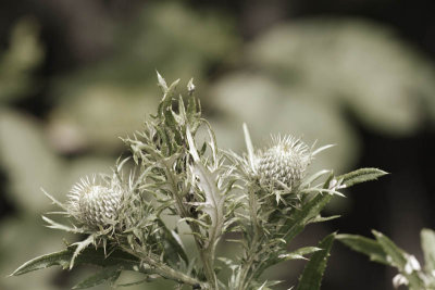 Thistle