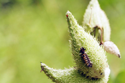 Caterpillar