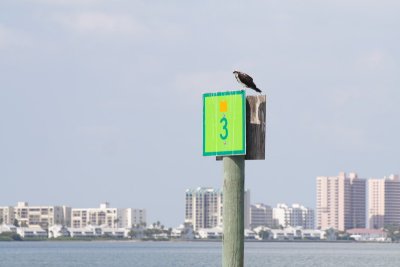 Clearwater Marine Aquarium