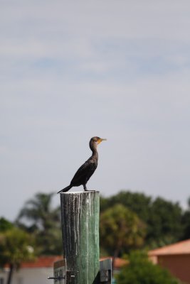 Birdwalk -- 2