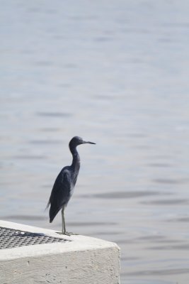 Birdwalk -- Little Blue Heron