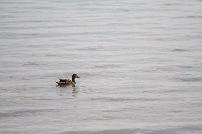 Birdwalk -- Duck