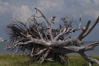 Dead Tree