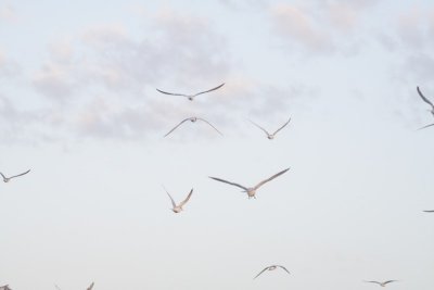 Flight