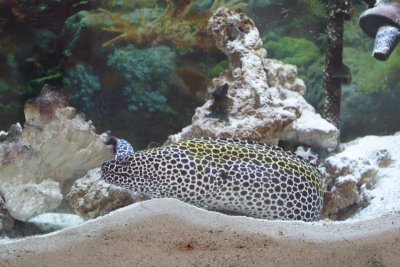Moray