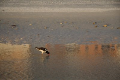 Oystercatcher