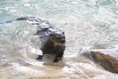 River Otter 2