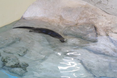 River Otter