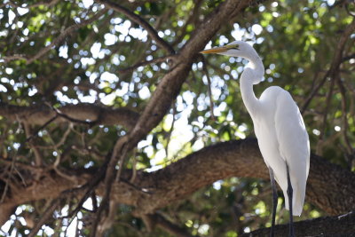 Sanctuary -- Snowy Egret