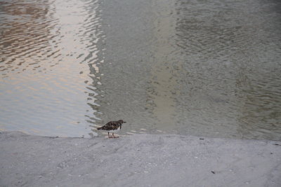 Small bird, big tidepool
