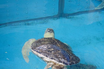 Turtle 2