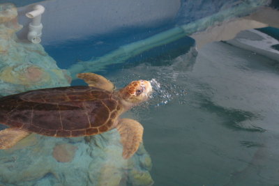 Turtle